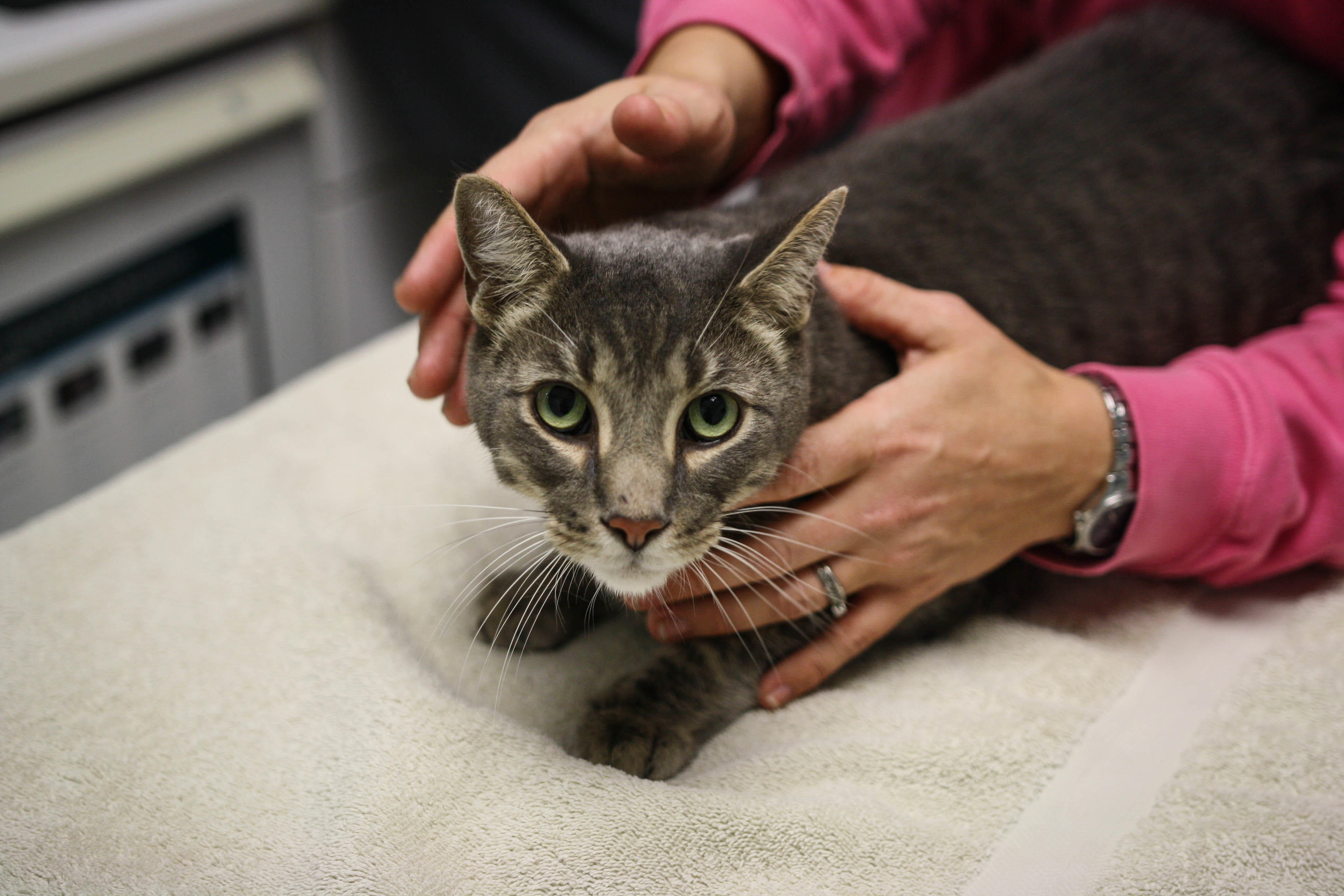 Our entire team is trained in cat-friendly handling techniques. Calusa Veterinary Center Boca Raton (561)999-3000