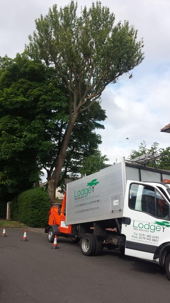 Lodge Tree Services Gateshead 01914 826392