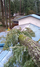 Images Alexa's Tree Service