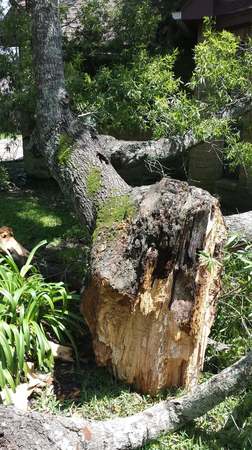 Images TNT Tree Service
