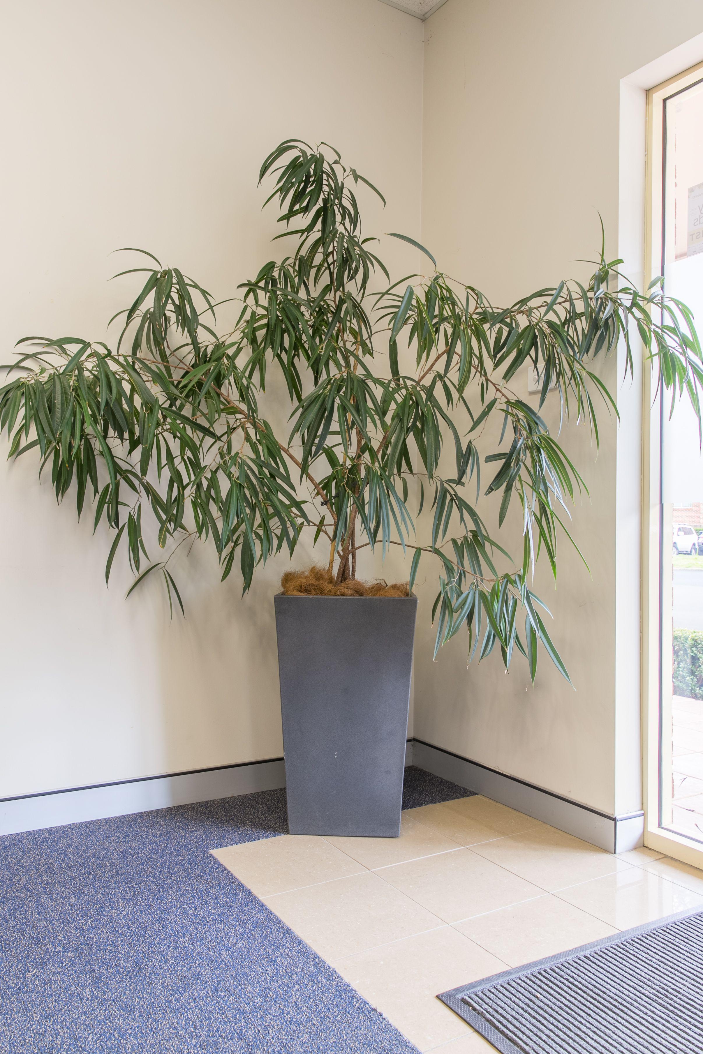 Images Tamworth Indoor Plant Hire