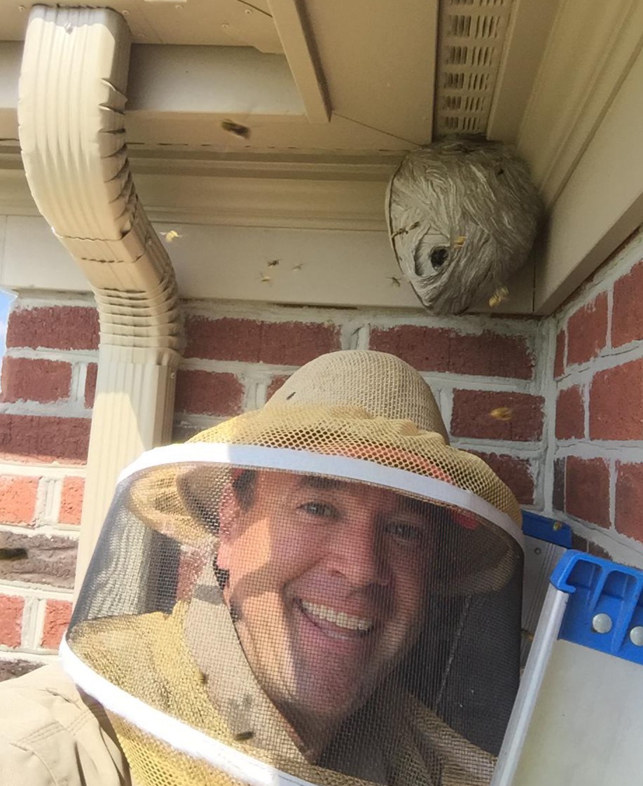 Yellow Jacket Nest Removal