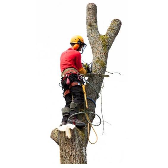 Veszélyes fák kivágása,Emelőkosaras daruzás,Fakitermelés - Megyes Ernő Logo