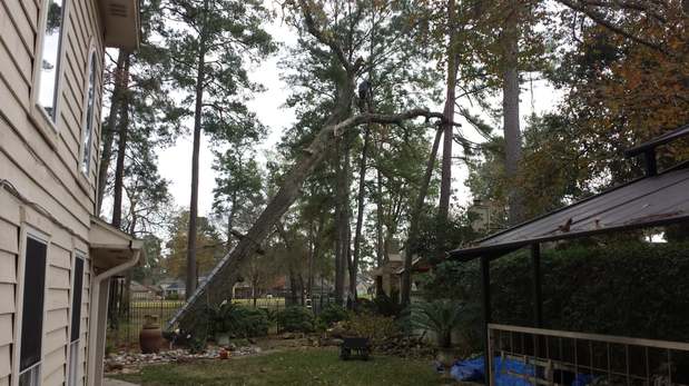 Images TNT Tree Service