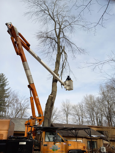 Images Fargo's Tree Service