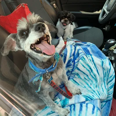 Images Door to Door Pet Delivery