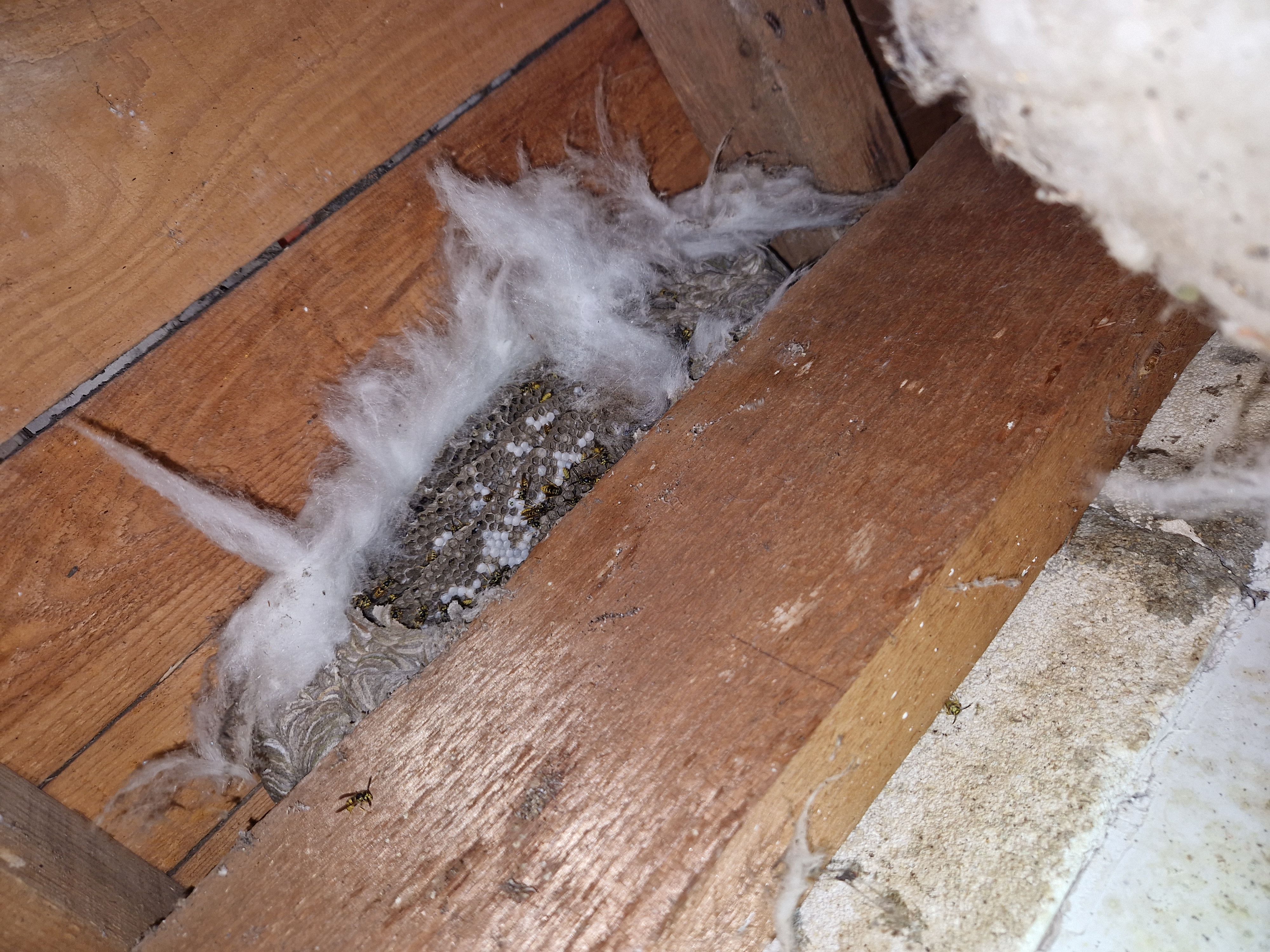 Nid de guêpes à Rochefort Nid de guêpes à Rochefort