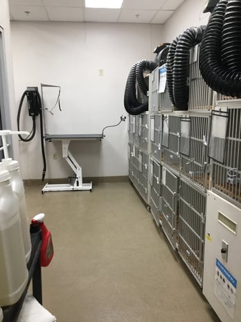 Images Petco Grooming