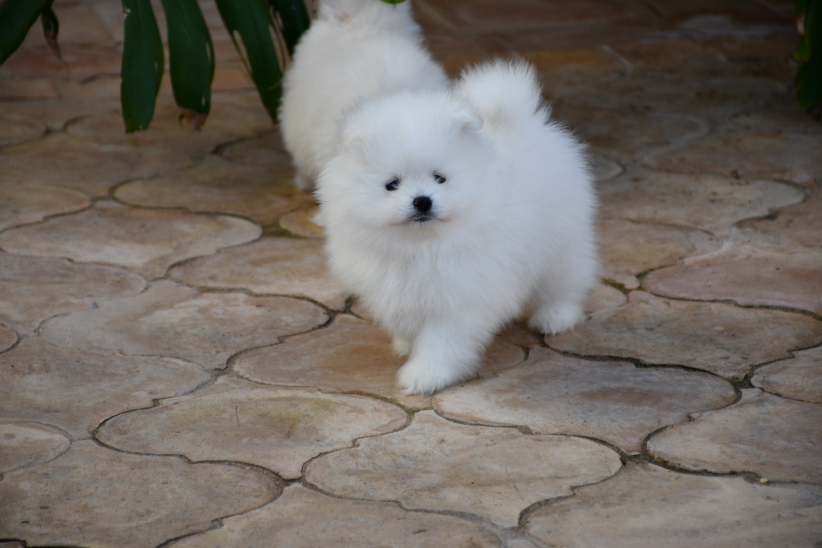 Images Olimpo De Zeus