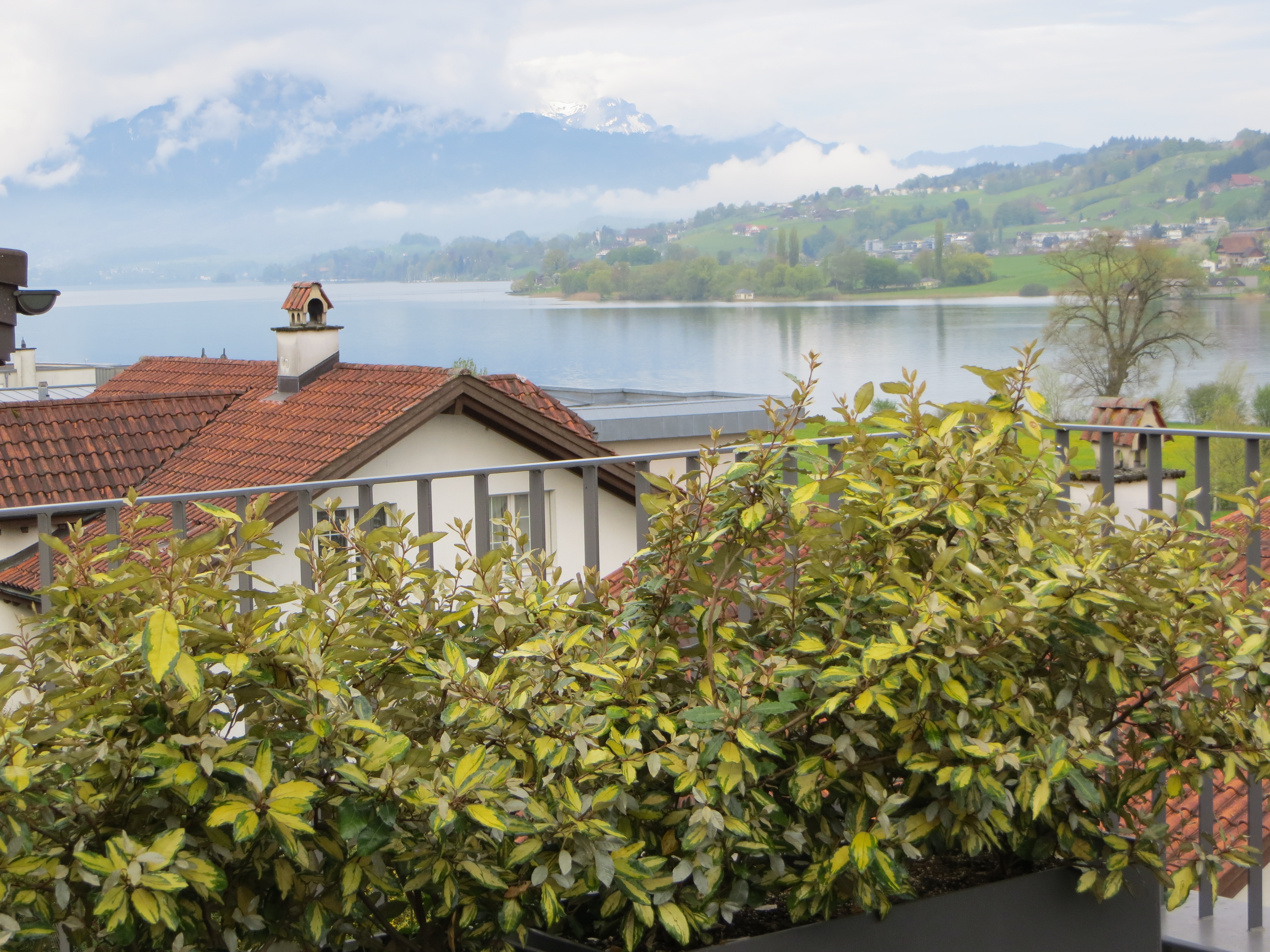 Blumen Ley, Spitalstrasse 53 in Luzern