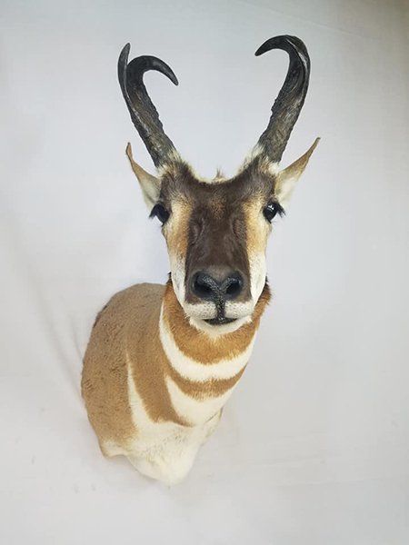 Images Master Taxidermy Studio Inc