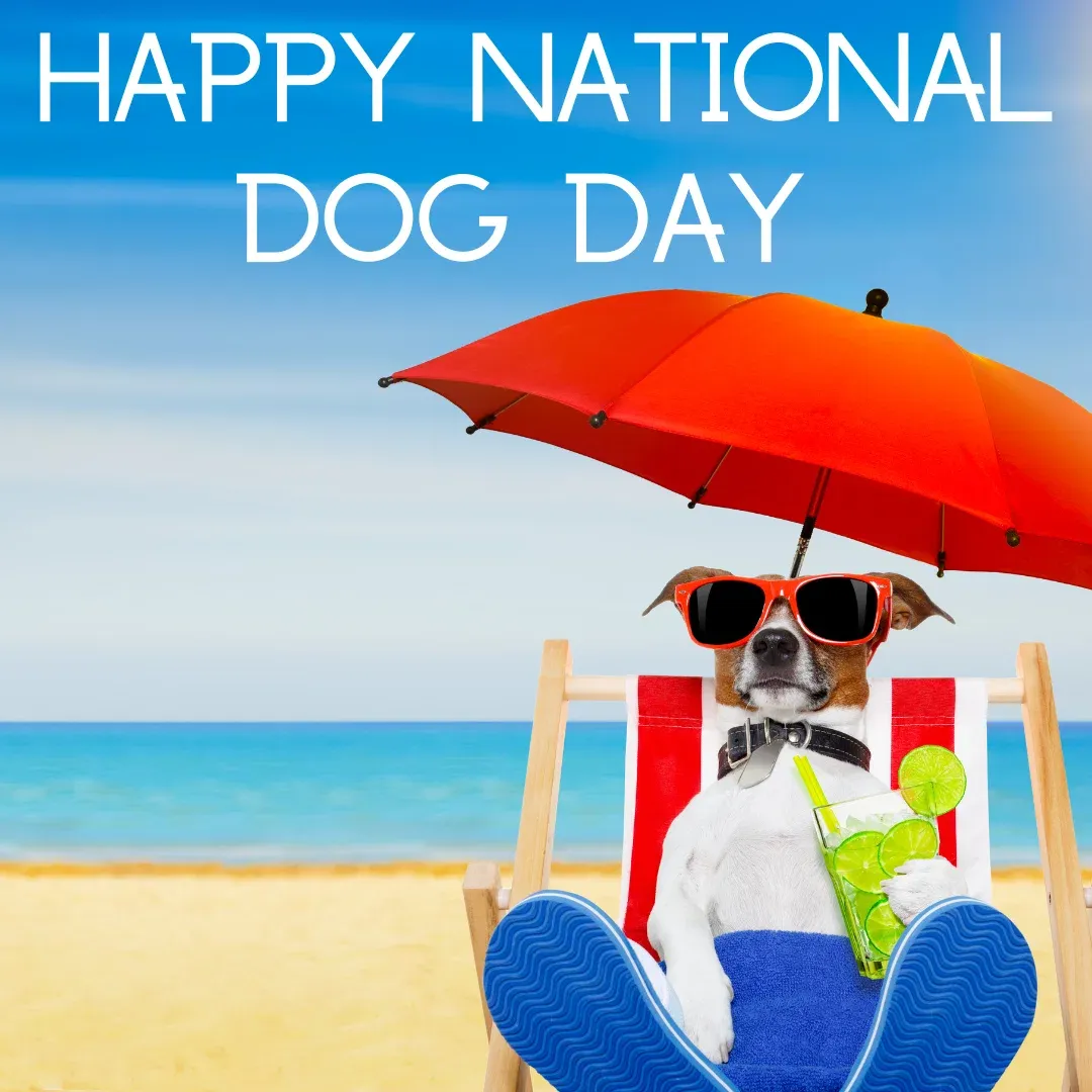 Image of Local Pet Event National Dog day! Nearby