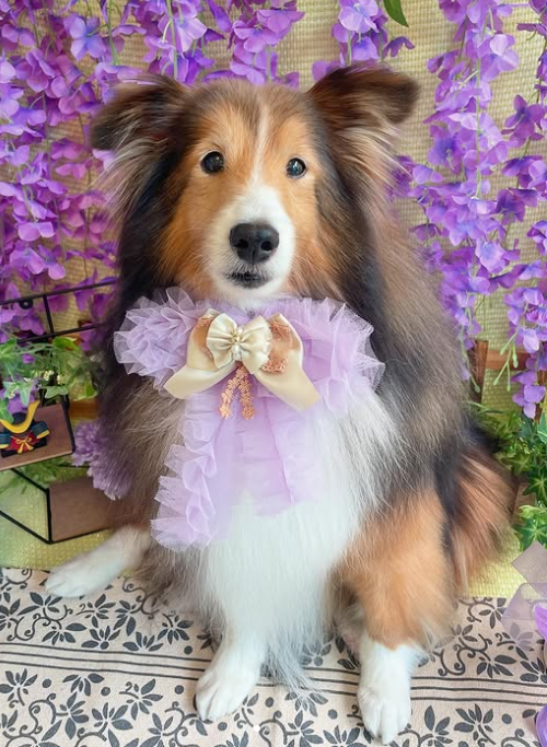 Images dog salon buku2