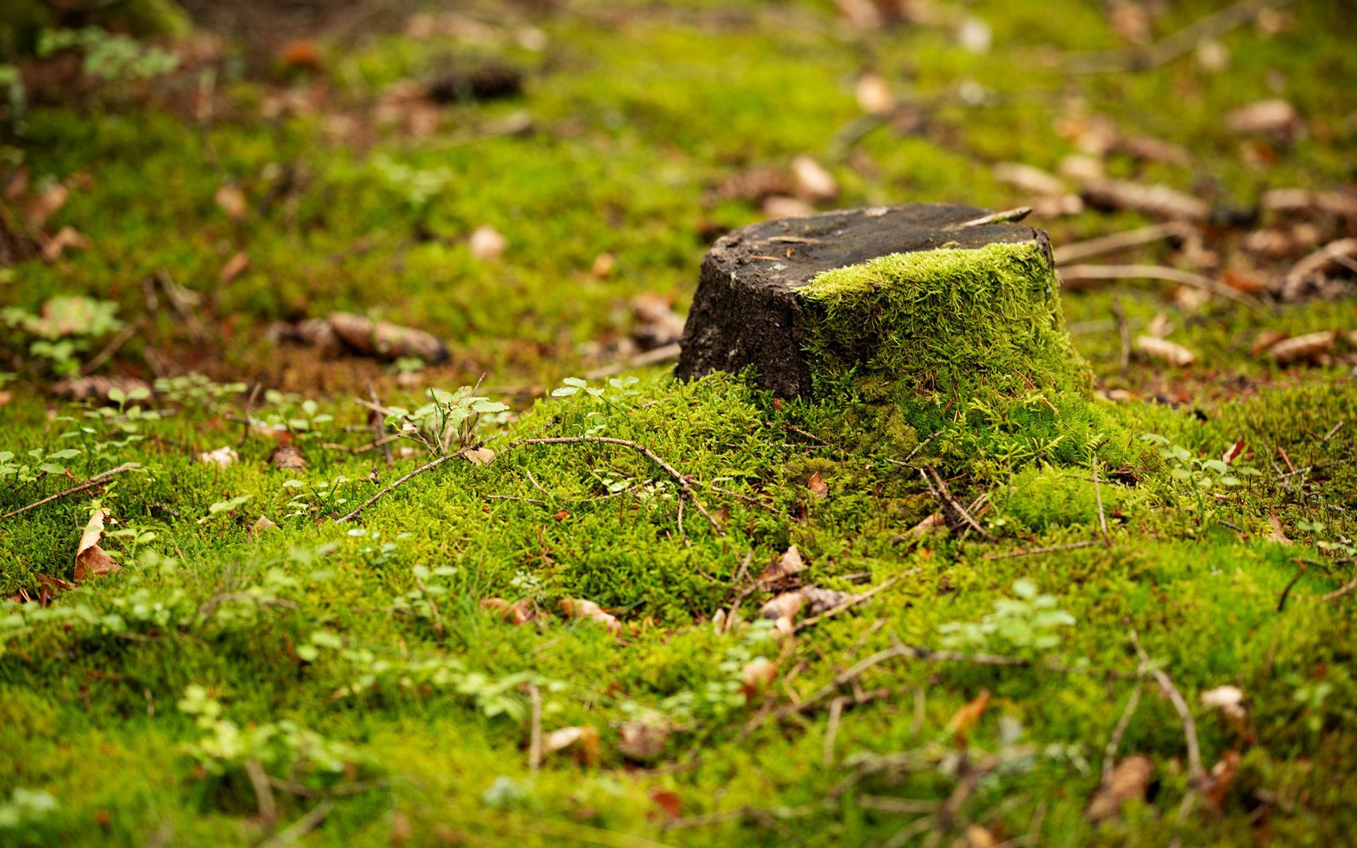 Coastal Tree Co. Image