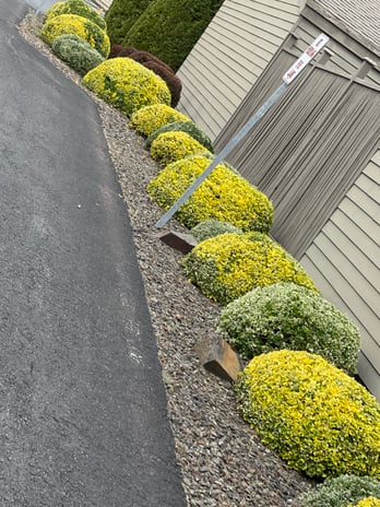 Images Arias Tree Service