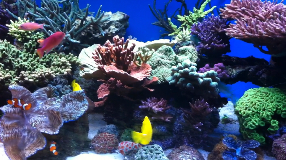 Images PratReef
