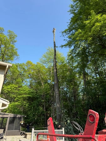 Images Rose Tree Service