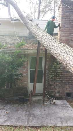 Images TNT Tree Service
