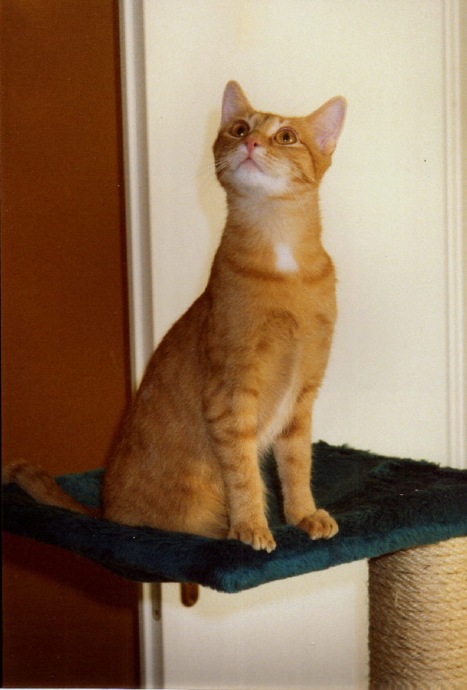 Emmas Katzenparadies, An den Weichser Breiten 7 A in Regensburg