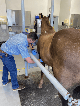Images Chaparral Veterinary Center, P.C.