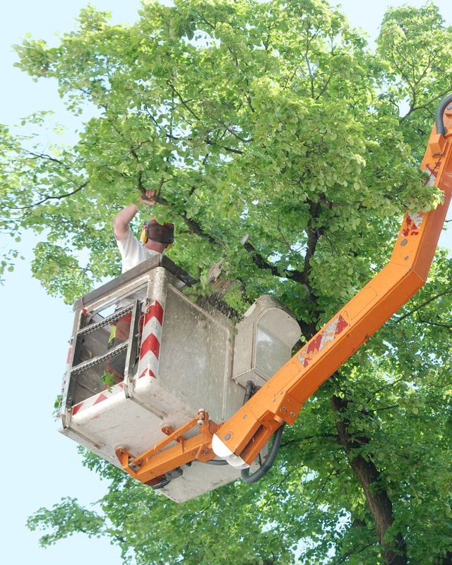 JC Tree Care Image
