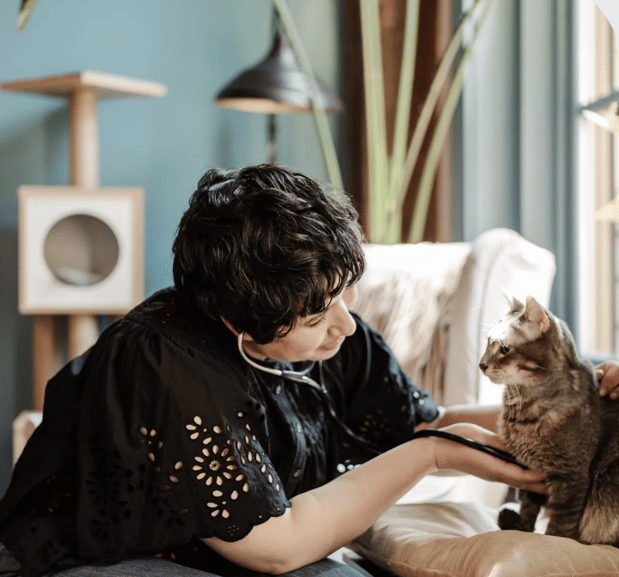 Images Calico Veterinary NYC