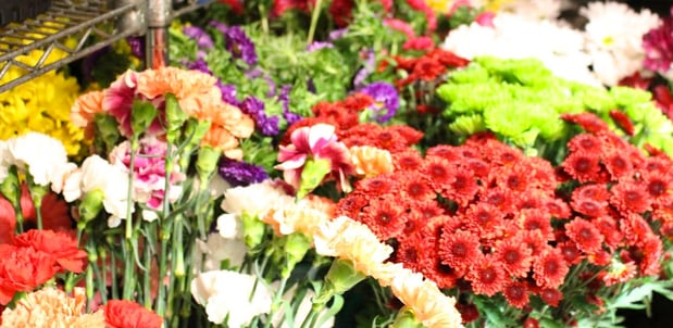Images Ali Bleu Flowers