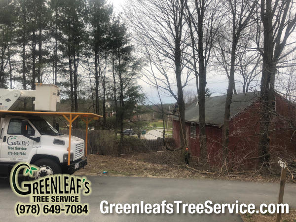 Greenleaf's Tree Service Photo