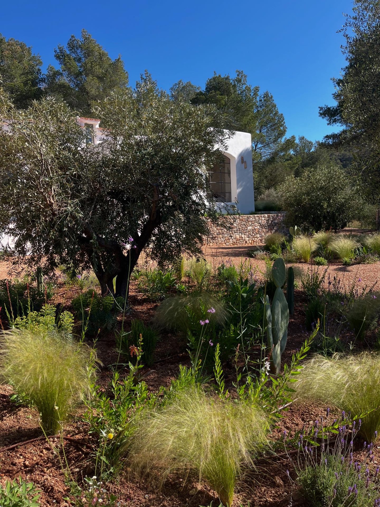 Images ARIANGARDENS. Jardineria y paisajismo profesional en Ibiza