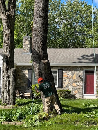Images Yankee Tree Service
