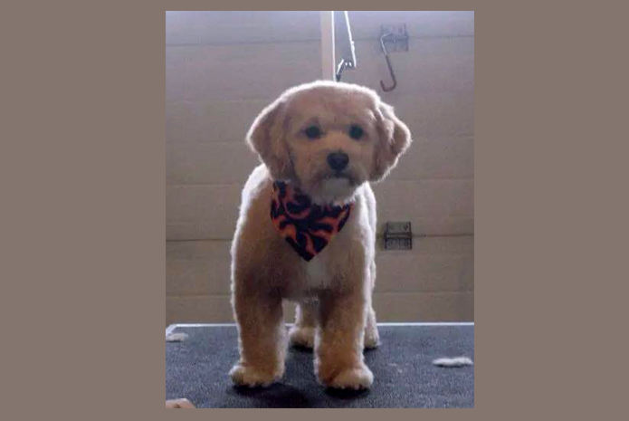 download bow wow dog grooming near me