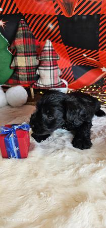 Images A'Lord Miniature Schnauzer