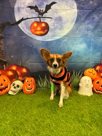Images VCA Fleming Island Animal Hospital