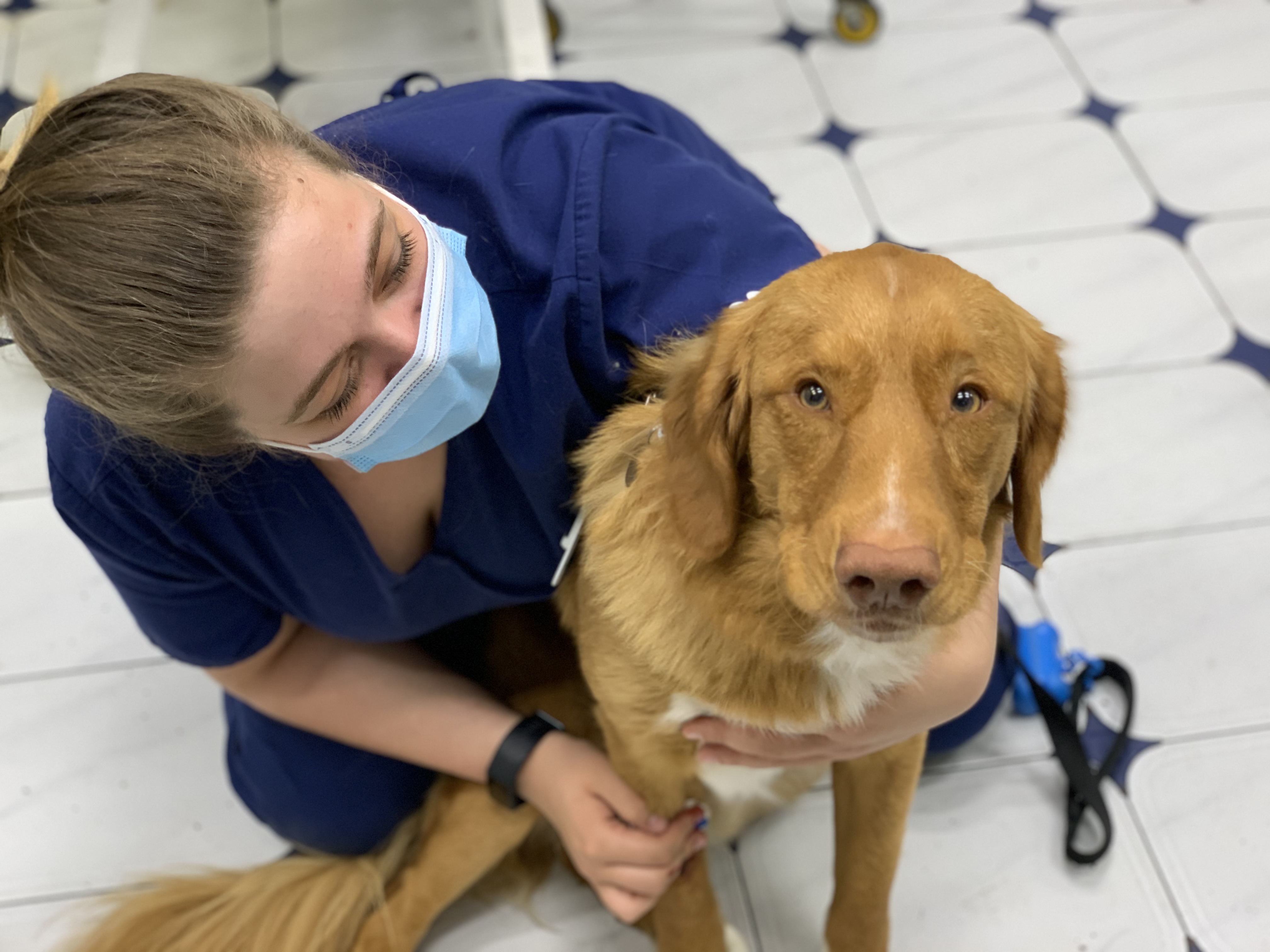 Images Streatham Hill Veterinary Surgery