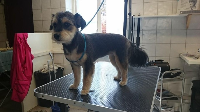 Images 4 Tassarnas Trim AB