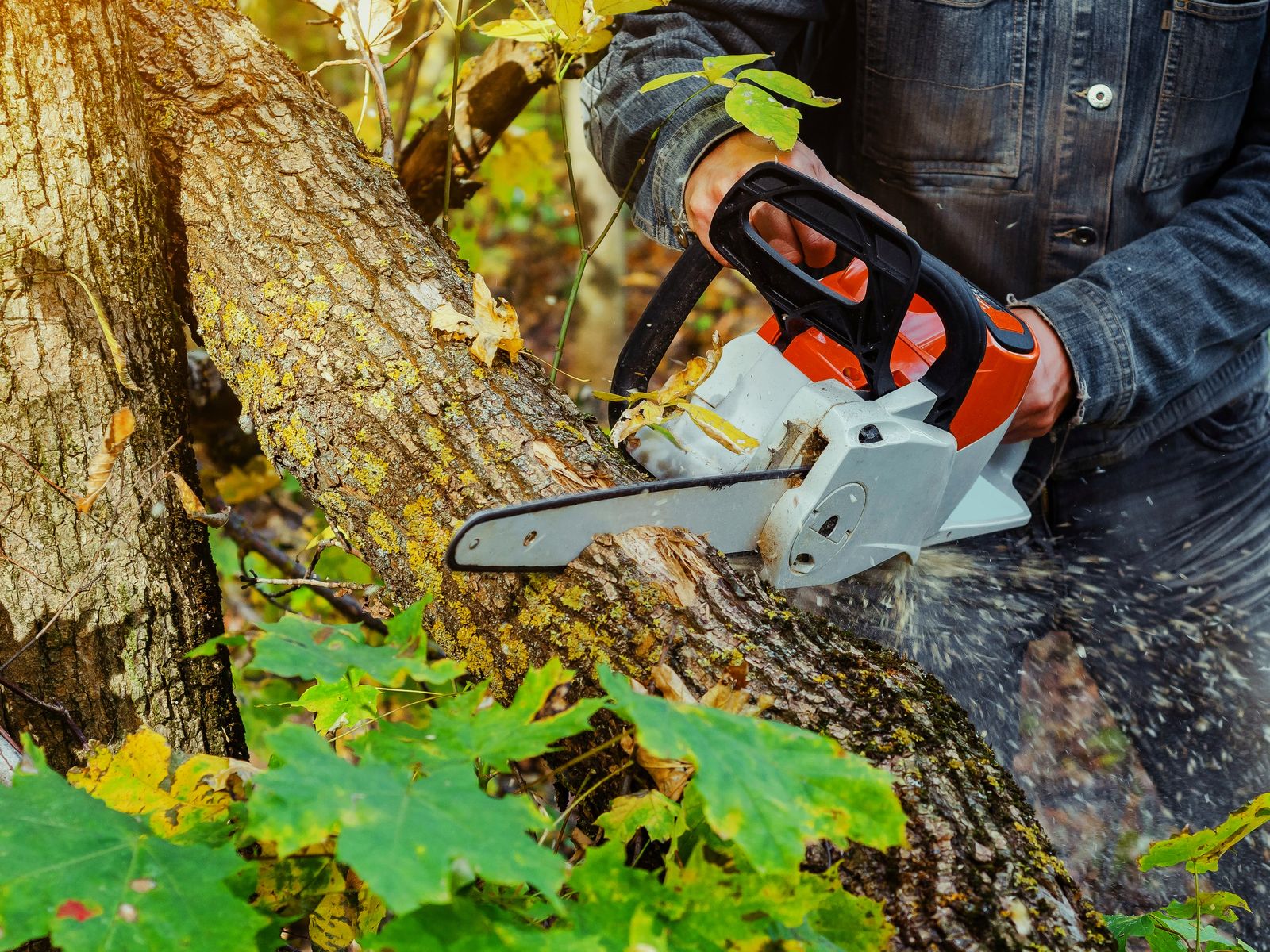 Pereira's Tree Services Inc