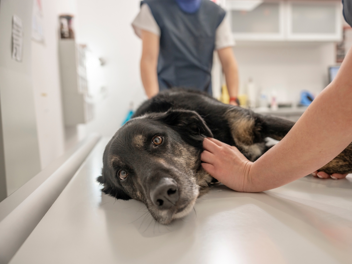 Bilder Tierarzt Limeshain, Kleintierzentrum Kilb&Team