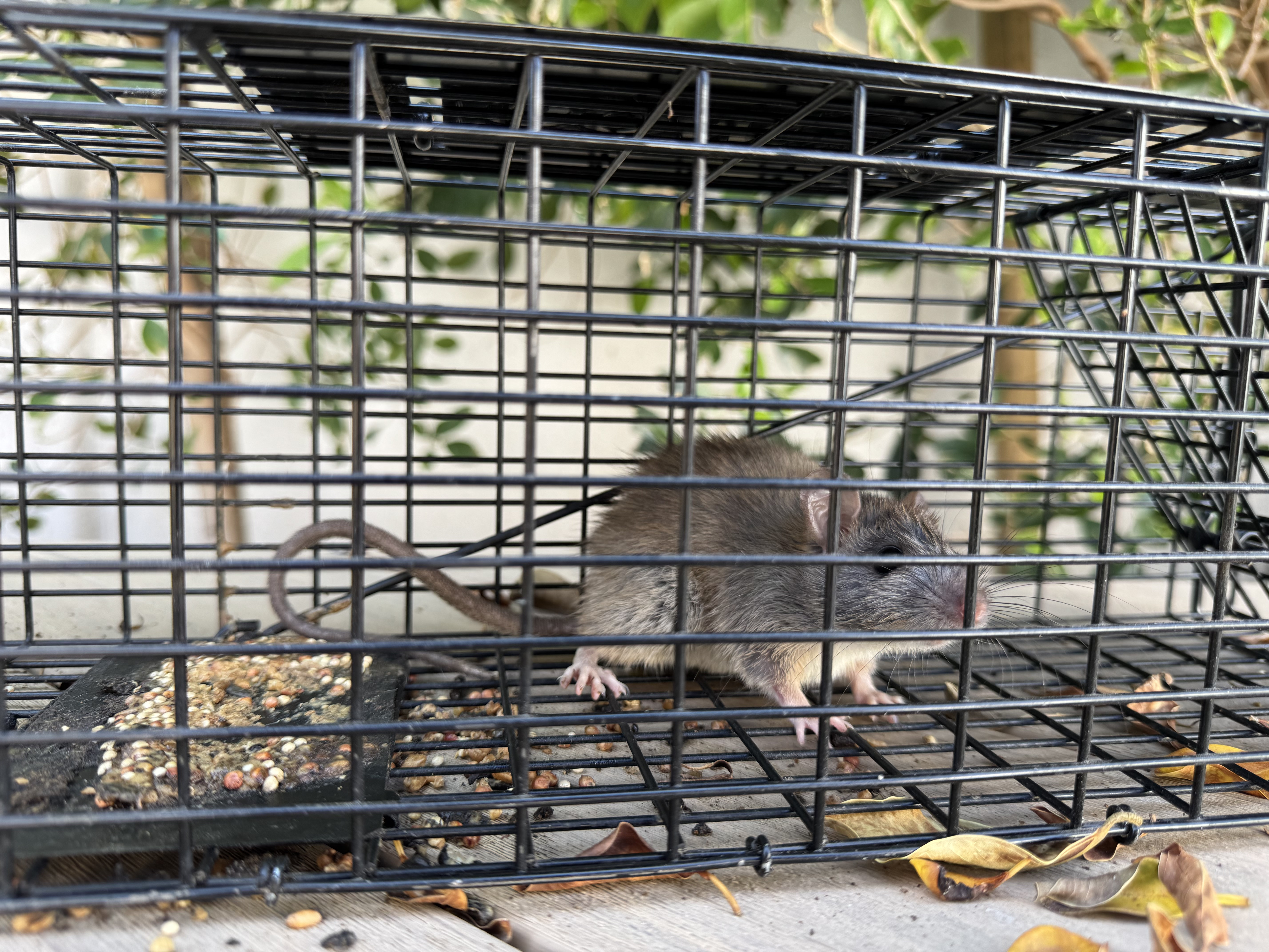 Darling Wildlife and Pest Control Services Image