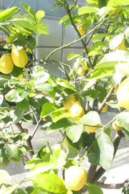 Images Floricoltura Moretti