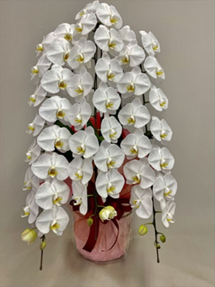 Images 花年