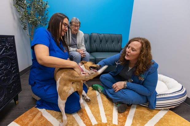 Images PetVet365 Pet Hospital Denver / University