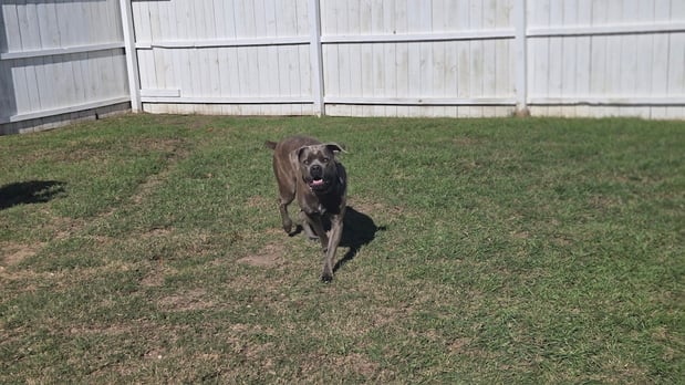 Images Dragonfly Dog Grooming LLC