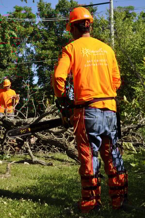 Images Gabriel's Tree Care Company Inc