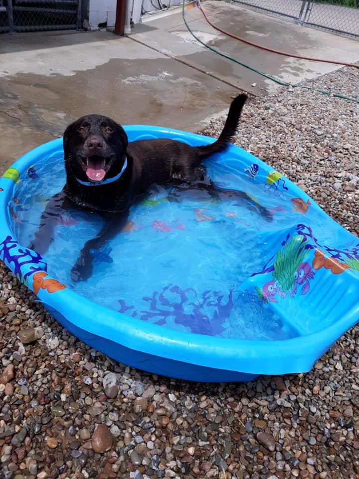 Dog Gone Crazy Kennels Photo