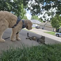 Images Canine Harmony