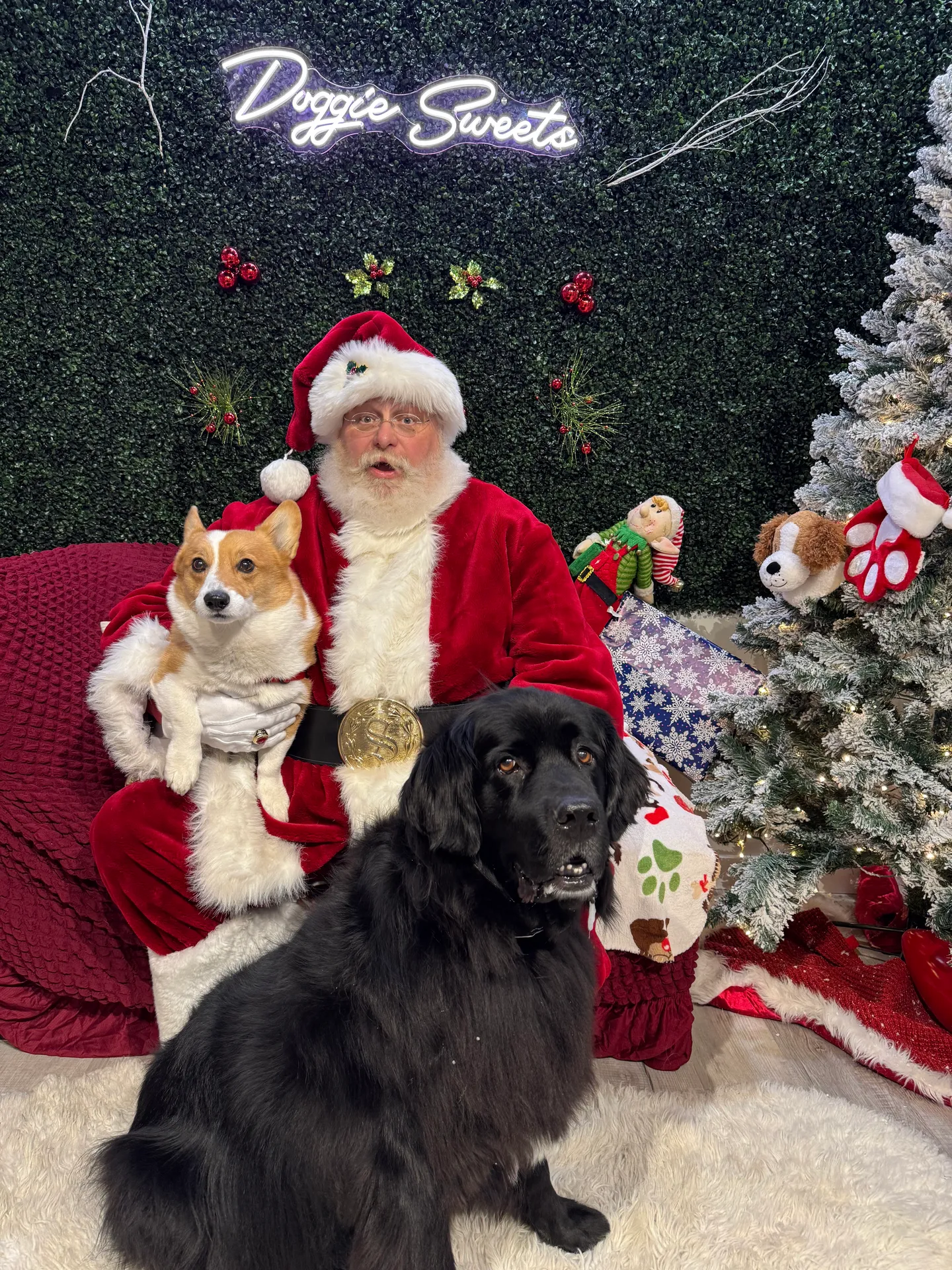 Image of Local Pet Event CAFE EVENT: Santa Pictures Nearby