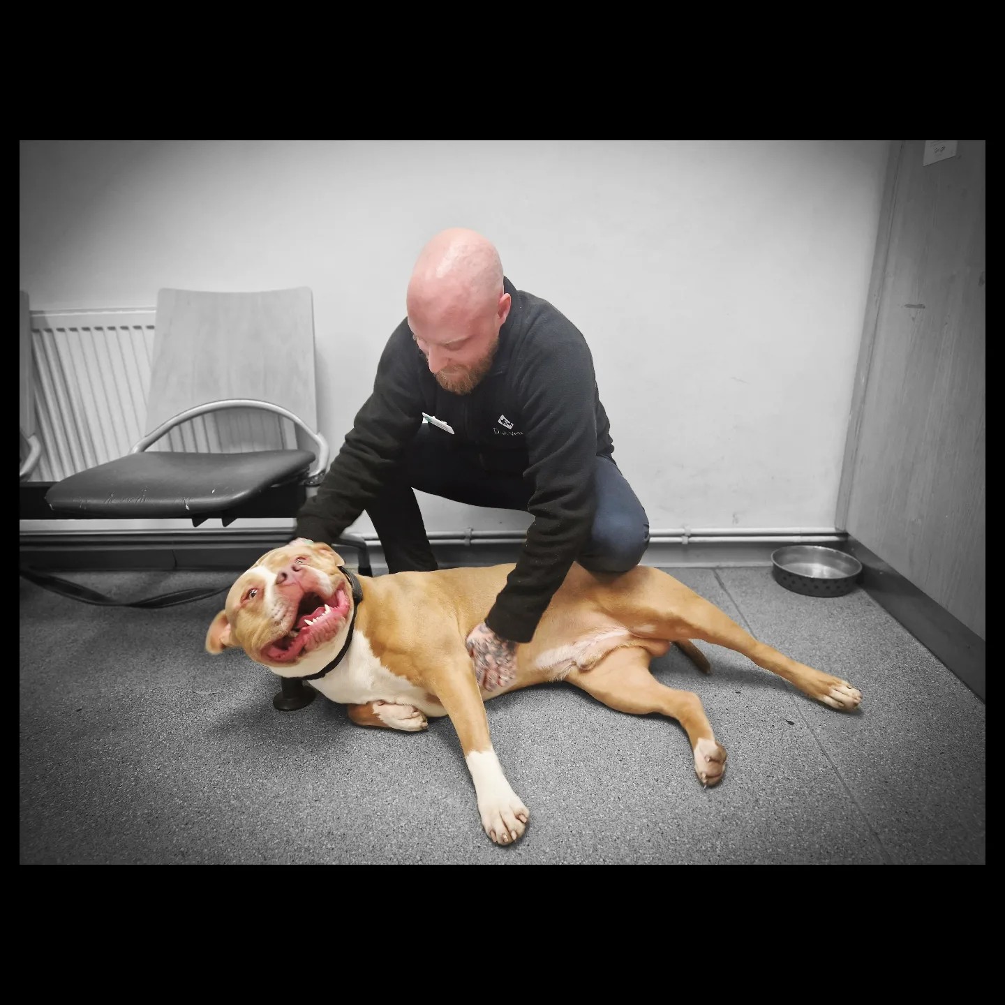 Images Streatham Hill Veterinary Surgery