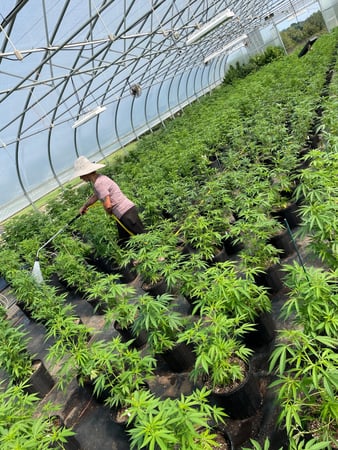 Images Wholesale Hemp Farms