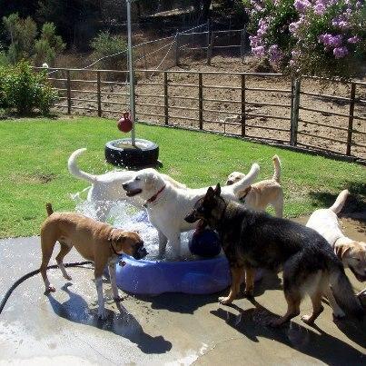 Sunnybrook Farm Holistic Pet Care