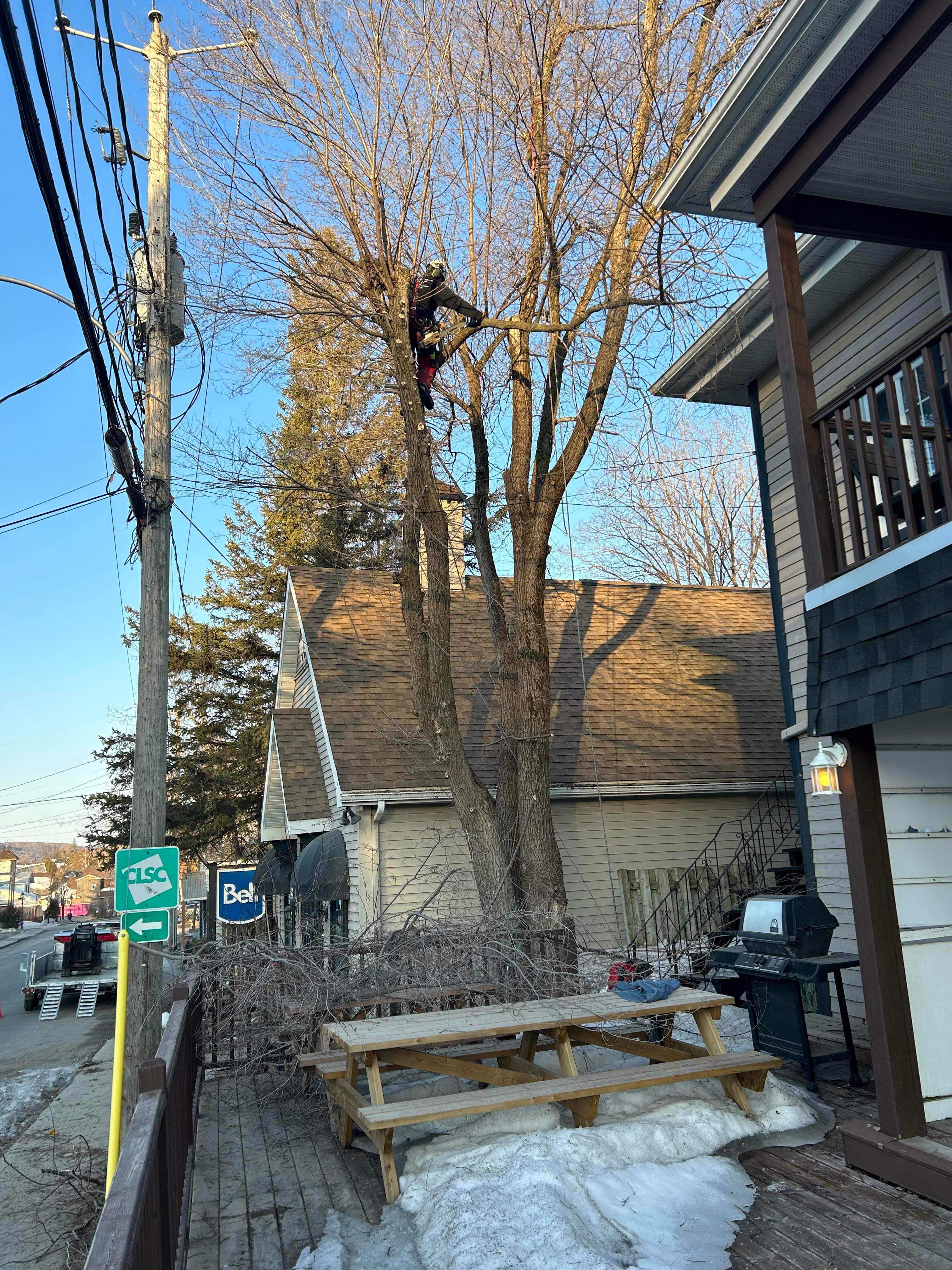 Images Élagage Frère d'Arbres